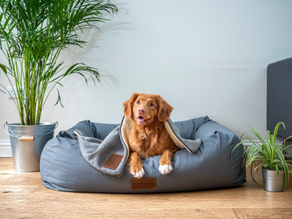 The 8 Best Pets for Apartments